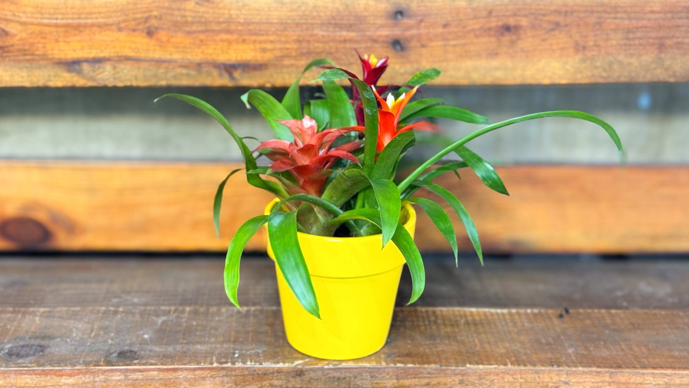 Tropical Bromeliad Dish Garden includes three different Guzmania bromeliad colors. Available at Forget Me Not Flower Markets, Bonita Springs. Send Bromeliads for same-day flower delivery in Bonita Springs area. Bromeliads plant delivery available via DoorDash Delivery or In-Store Pick Up.