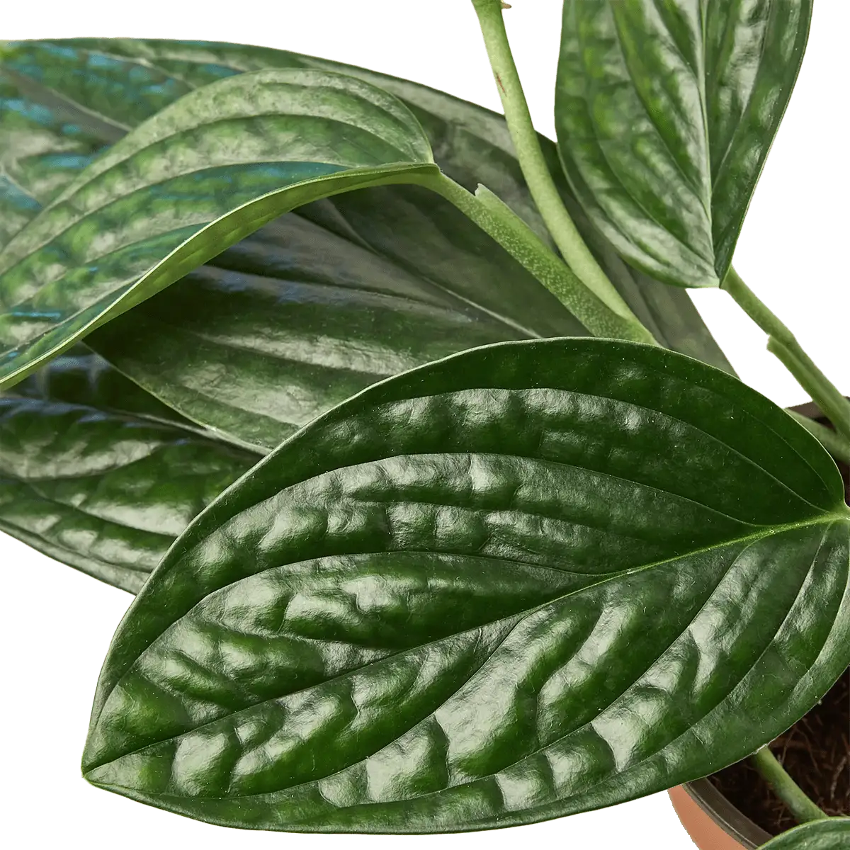 Monstera kartenianum or Monstera 'Peru' - houseplants for sale - houseplant sale.com