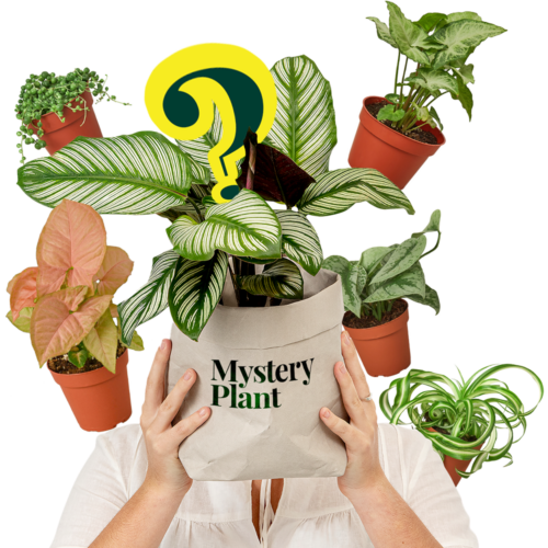 Mystery Plant Delivery Subscription