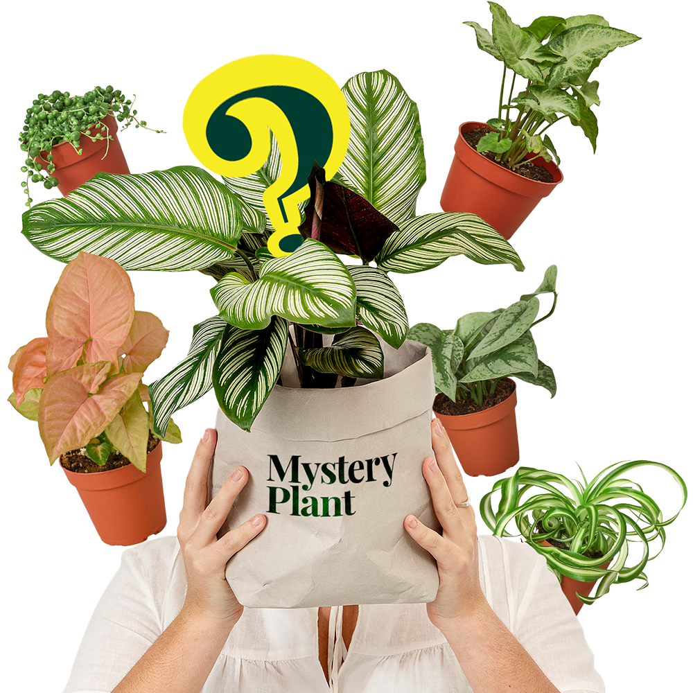 Mystery Plant Delivery Subscription
