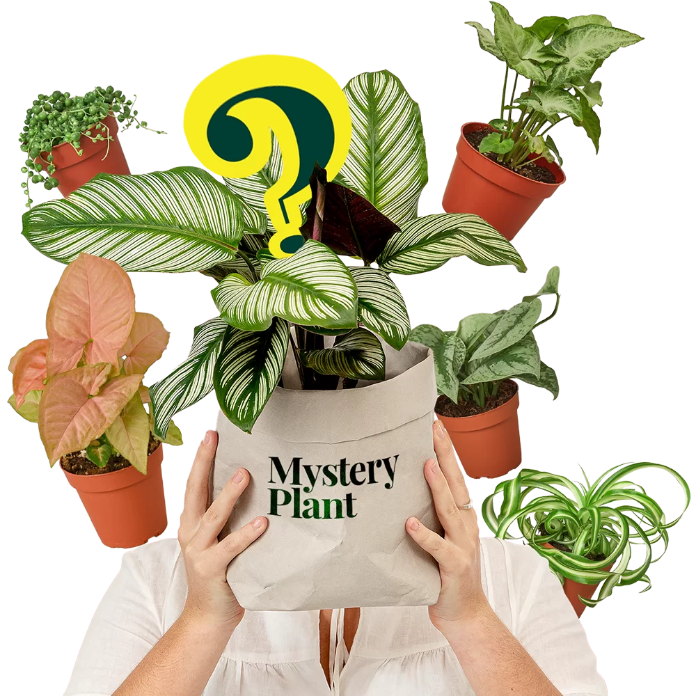 Mystery Plant Delivery Subscription