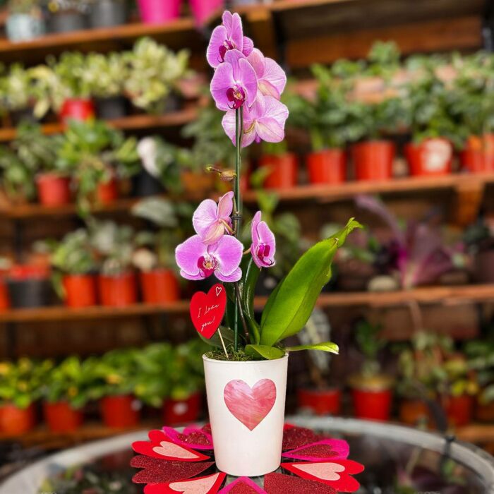 Order Pink Flamingo Phalaenopsis orchids arrangements online: Phalaenopsis Orchid Arrangement available at Forget Me Not Flower Markets, Bonita Springs. Send Orchids for valentine's day. Orchid plant delivery available via DoorDash Delivery or In-Store Pick Up.