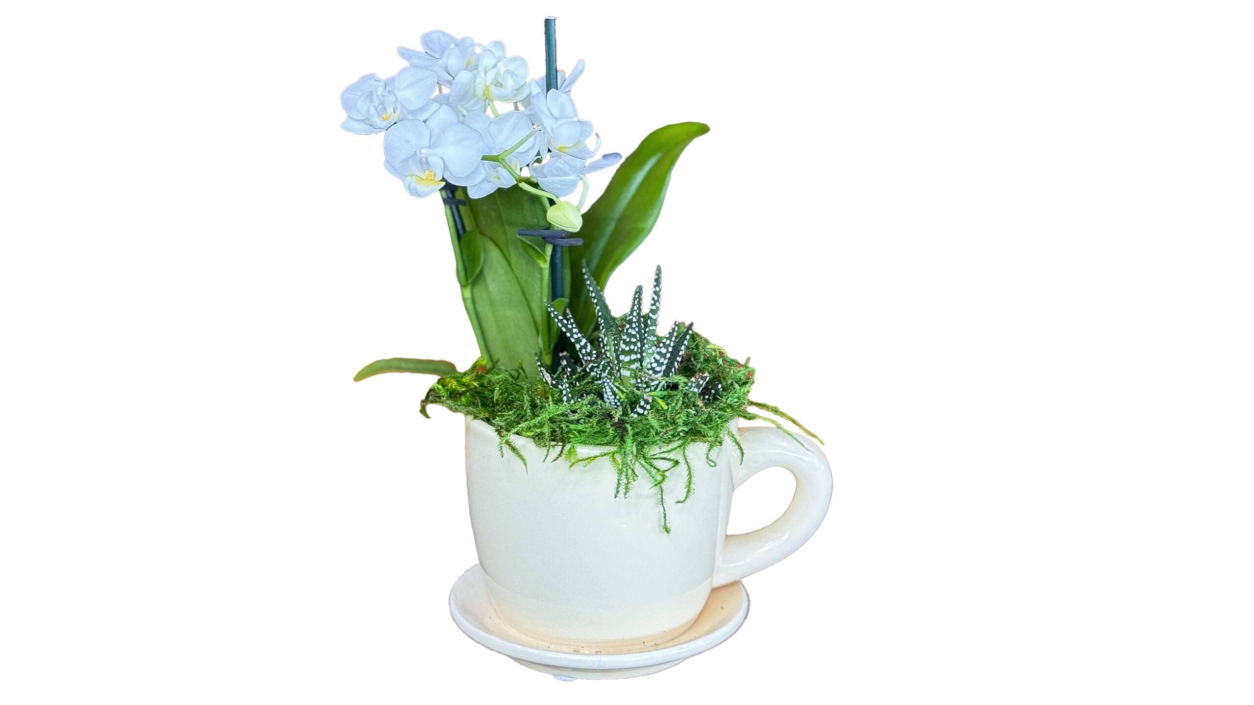 Coffee Cup Orchid Arrangement Delivery | House Plants for Sale - Forget Me Not Flower Market