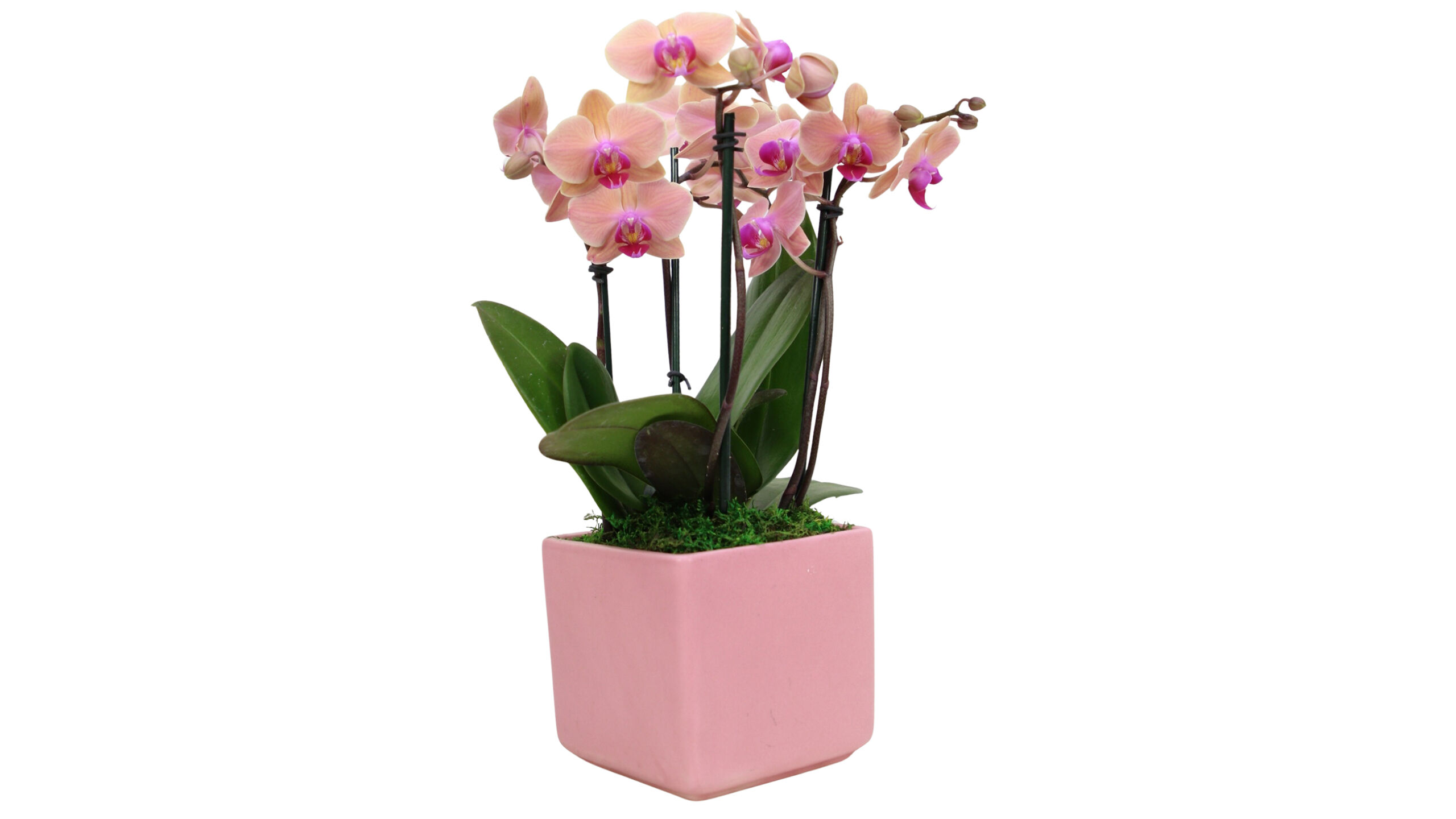 Showcasing the grace of Phalaenopsis Orchids, this arrangement features vibrant colors chosen by expert growers, standing approximately 1 to 1.5 feet tall in a 6” pink cube planter.