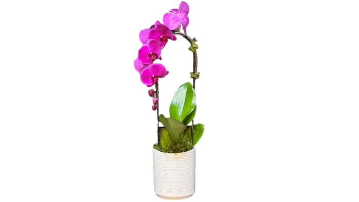 Order Pink Flamingo Phalaenopsis orchids arrangements online: Phalaenopsis Orchid Arrangement available at Forget Me Not Flower Markets, Bonita Springs. Send Orchids for valentine's day. Orchid plant delivery available via DoorDash Delivery or In-Store Pick Up.