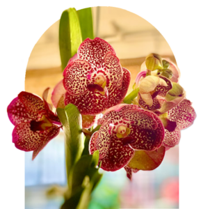 Orchids For Sale | Forget Me Not Flower Market