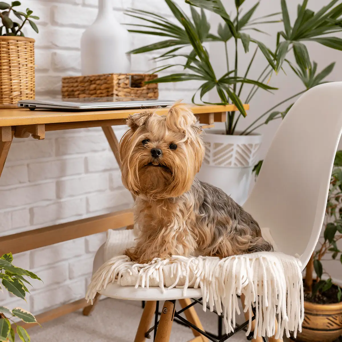 Pet-Friendly Plants