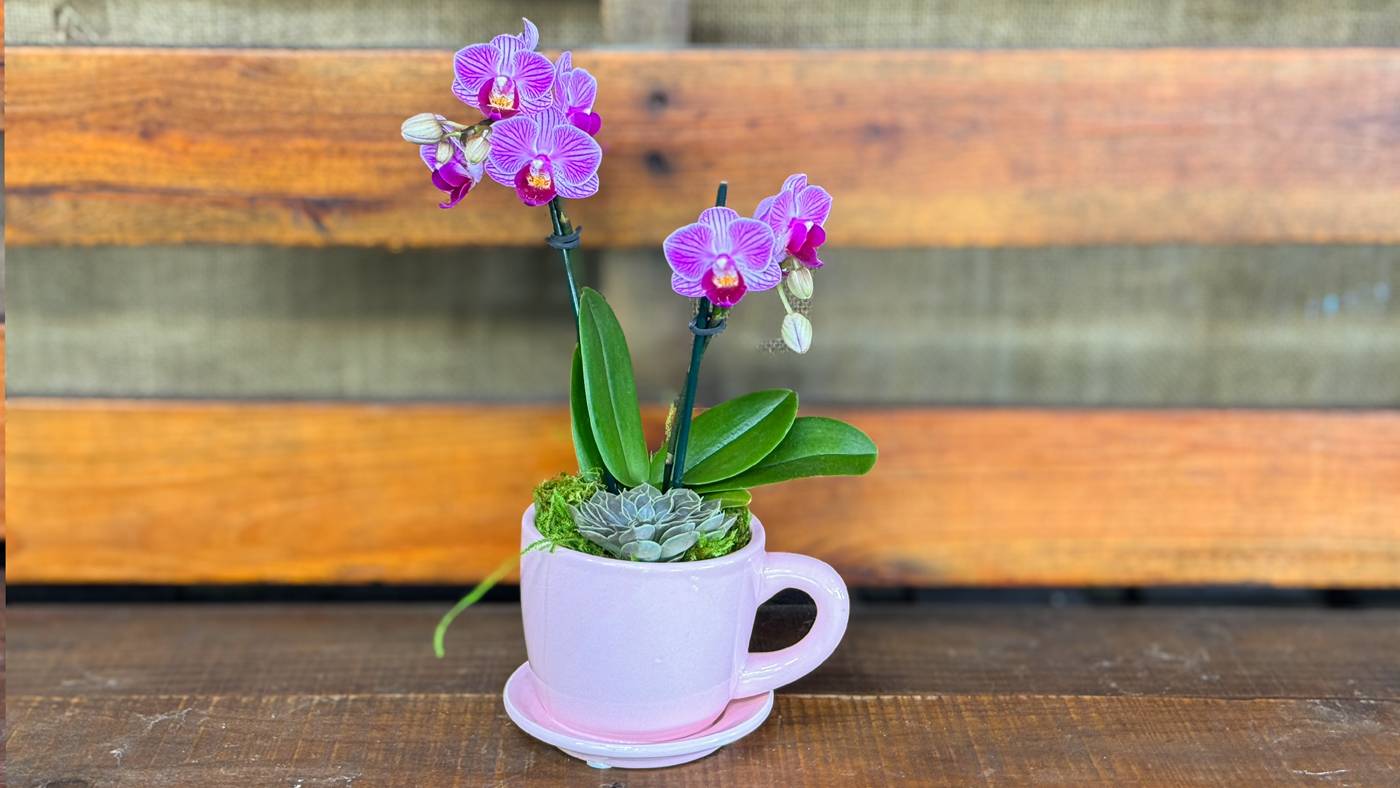 Order Coffee cup orchids arrangements online: Phalaenopsis Orchid Arrangement available at Forget Me Not Flower Markets, Bonita Springs. Send Orchids arrangement delivery available via DoorDash Delivery or In-Store Pick Up.