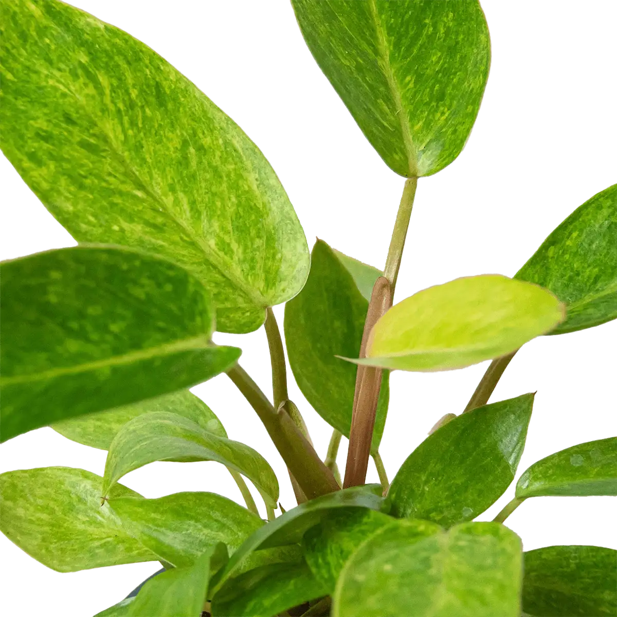 philodendron painted lady - best online plant nursery | houseplantsale.com - houseplants for sale online | best indoor plants | forget me not flower market