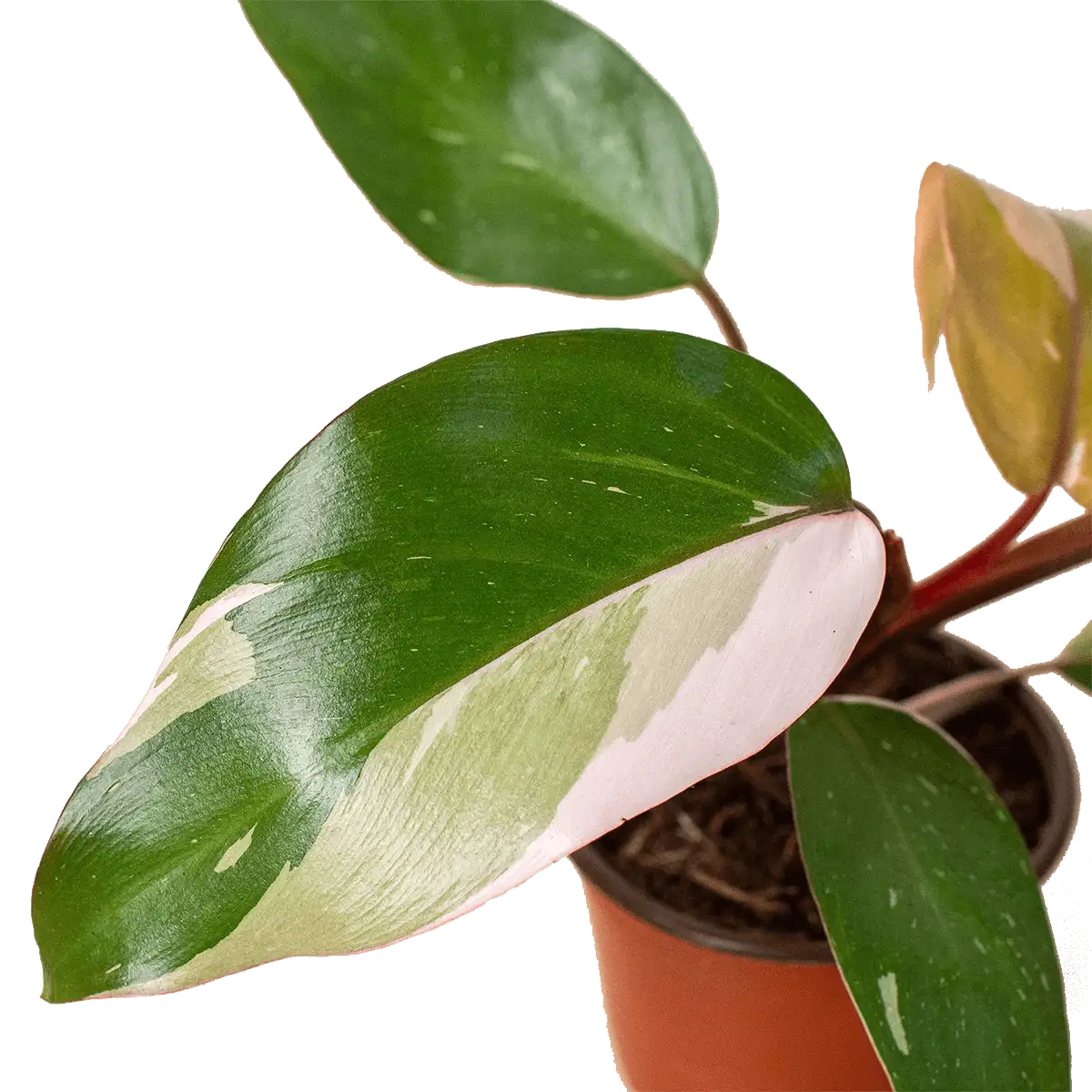 Rare Plant Bundle - Image 4