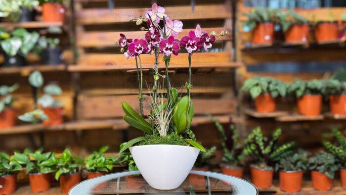 Order Phalaenopsis Fall orchids arrangements online: Phalaenopsis Fall Orchid Arrangement available at Forget Me Not Flower Markets, Bonita Springs. Send Orchids for valentine's day. Orchid plant delivery available via DoorDash Delivery or In-Store Pick Up.