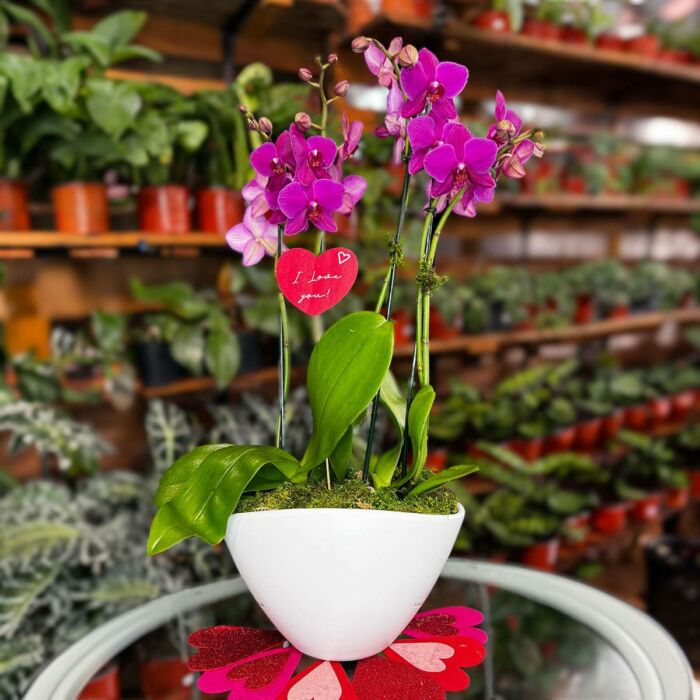 Order Pink Phalaenopsis Fall orchids arrangements online: Phalaenopsis Fall Orchid Arrangement available at Forget Me Not Flower Markets, Bonita Springs. Send Orchids for valentine's day. Orchid plant delivery available via DoorDash Delivery or In-Store Pick Up.