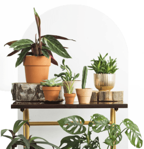 Indoor Plants & House Plant for Sale Online | Forget Me Not Flower Market