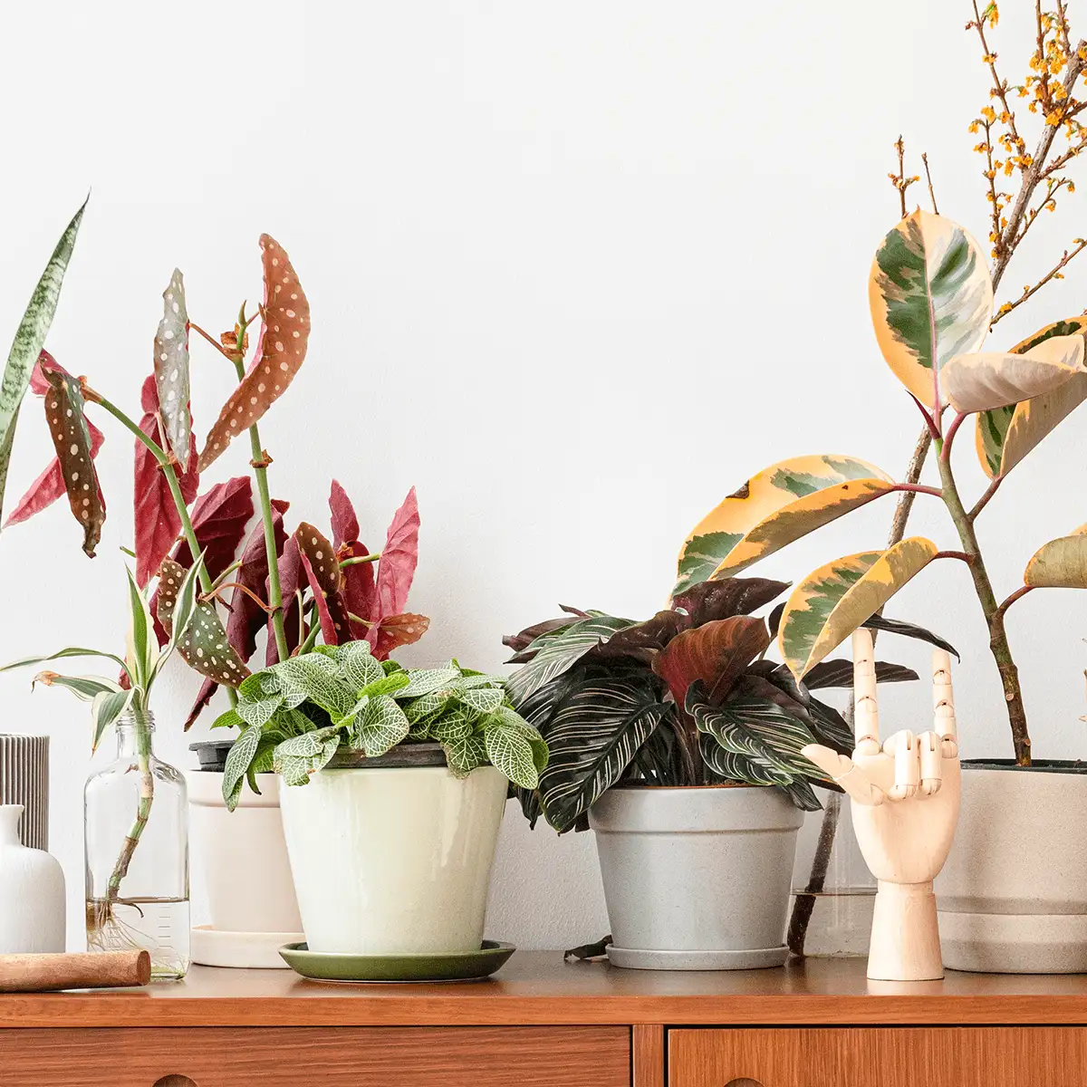 Rare Plants