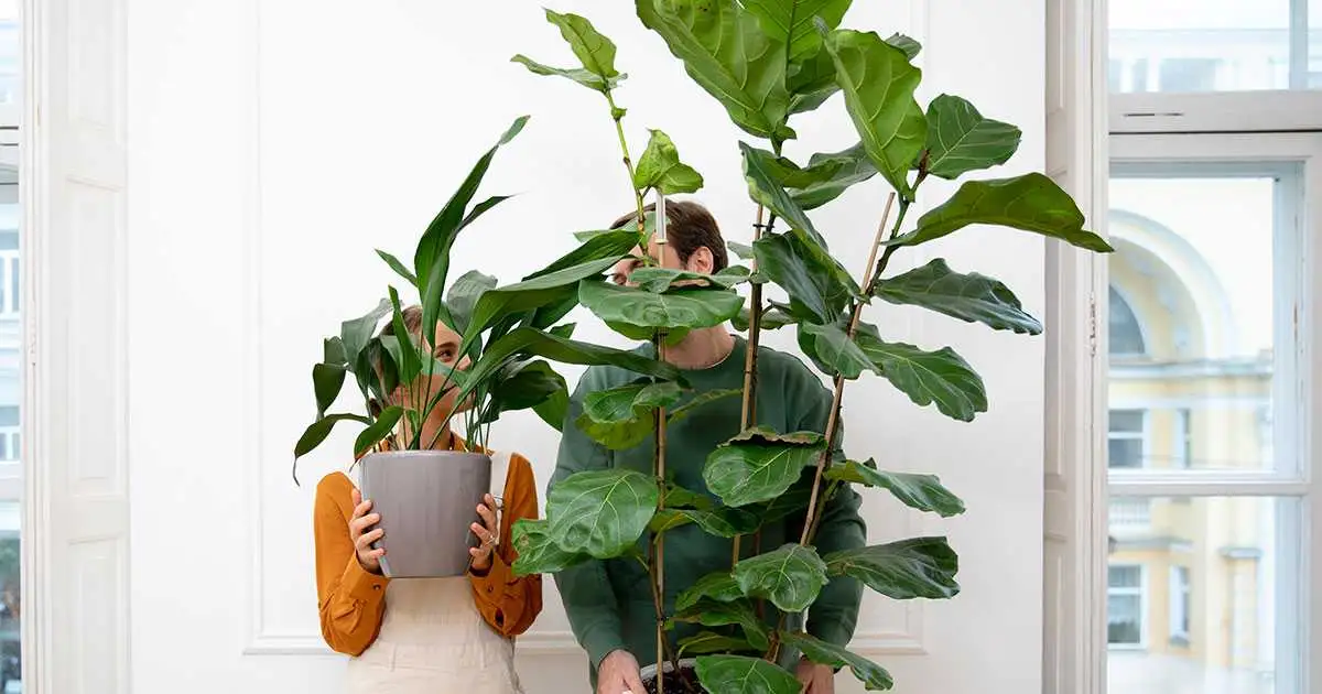 Secret to Plant Parenting | HouseplantSale.com | Houseplants for Sale | Forget Me Not Flower Market