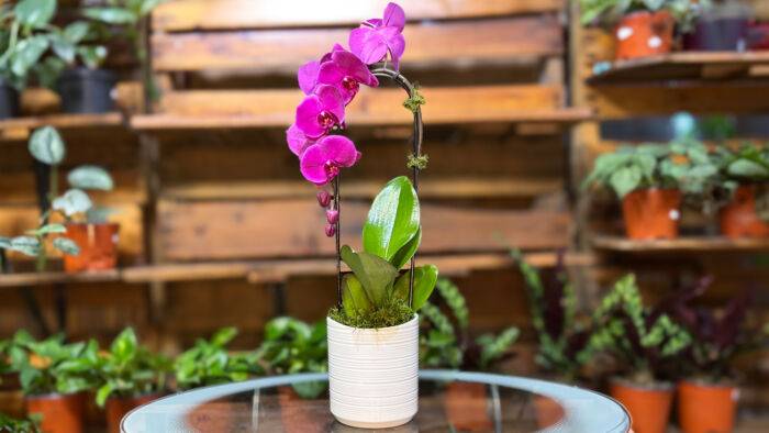 Order Pink Flamingo Phalaenopsis orchids arrangements online: Phalaenopsis Orchid Arrangement available at Forget Me Not Flower Markets, Bonita Springs. Send Orchids for valentine's day. Orchid plant delivery available via DoorDash Delivery or In-Store Pick Up.