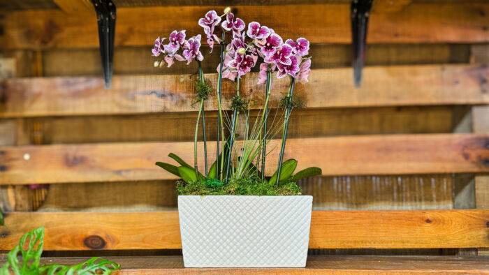 Order orchid arrangements online: Phalaenopsis Summer Orchid Arrangement available at Forget Me Not Flower Markets, Bonita Springs. Orchids for valentine's day and orchid plant delivery available via DoorDash Delivery or In-Store Pick Up.