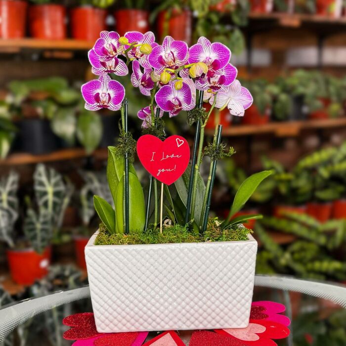 Order orchid arrangements online: Phalaenopsis Summer Orchid Arrangement available at Forget Me Not Flower Markets, Bonita Springs. Orchids for valentine's day and orchid plant delivery available via DoorDash Delivery or In-Store Pick Up.