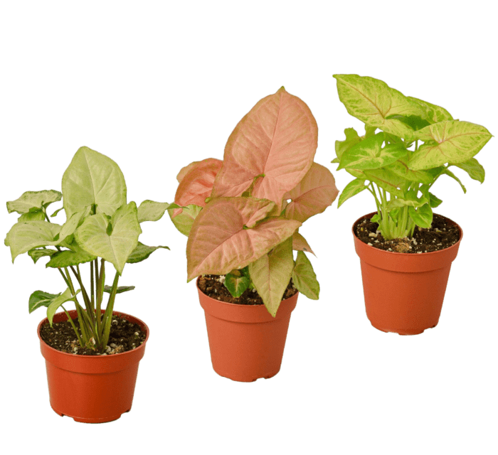 syngonium variety pack - set of 3- House plants for Sale Online