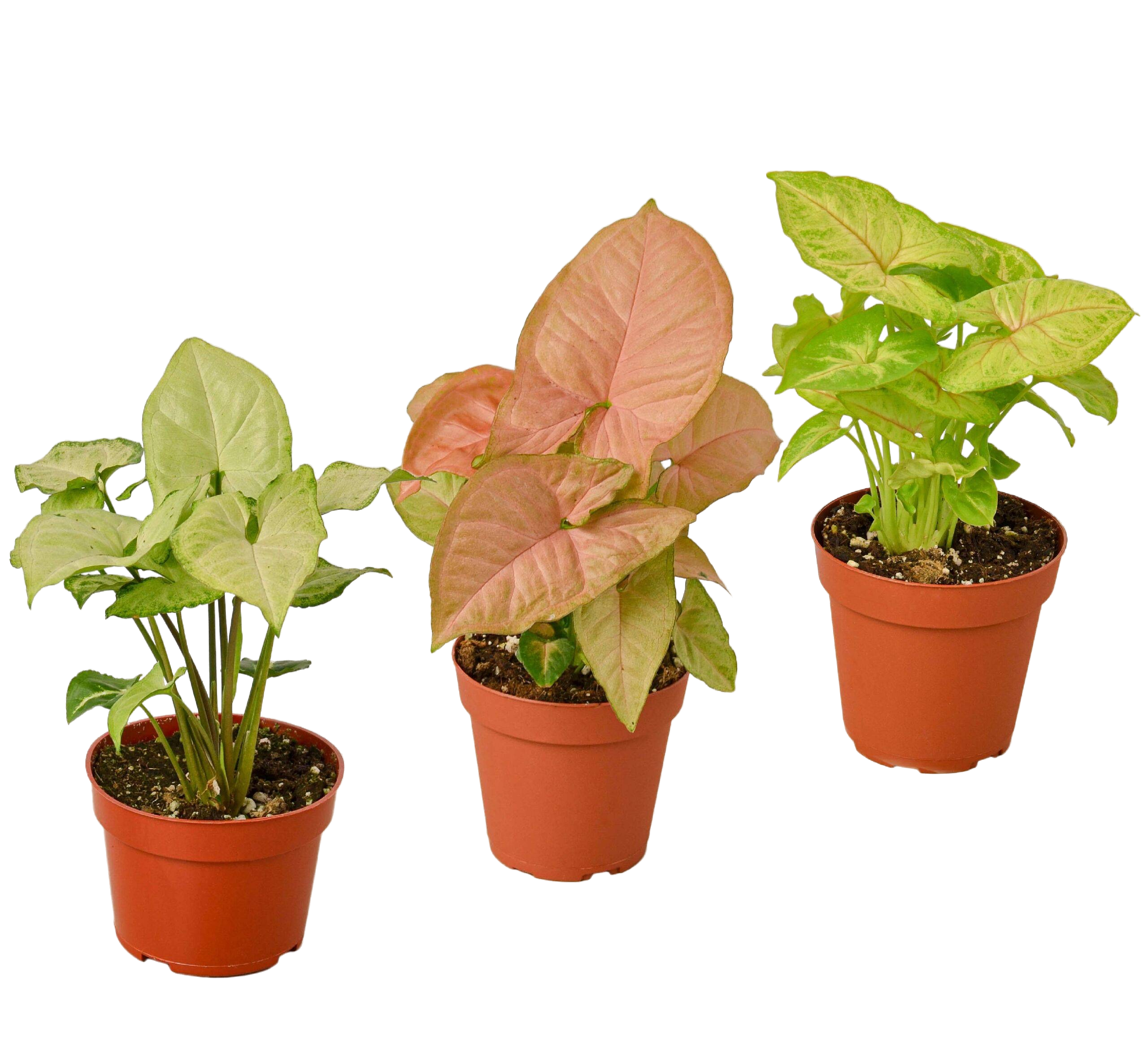 syngonium variety pack - set of 3- House plants for Sale Online