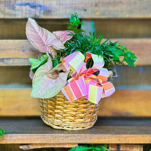 Send dish garden gift - same day delivery Arrangement available at Forget Me Not Flower Markets, Bonita Springs. Send Plants for valentine's day. Dish Garden plant delivery available via DoorDash Delivery or In-Store Pick Up.