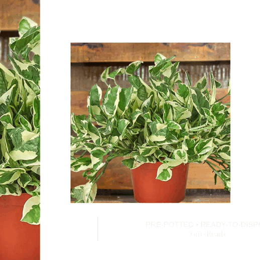 Pothos njoy - plants for Sale | Houseplant Sale | Best Indoor Plants | Forget Me Not Flower Market Online plant Shop | Online nurseries near to me