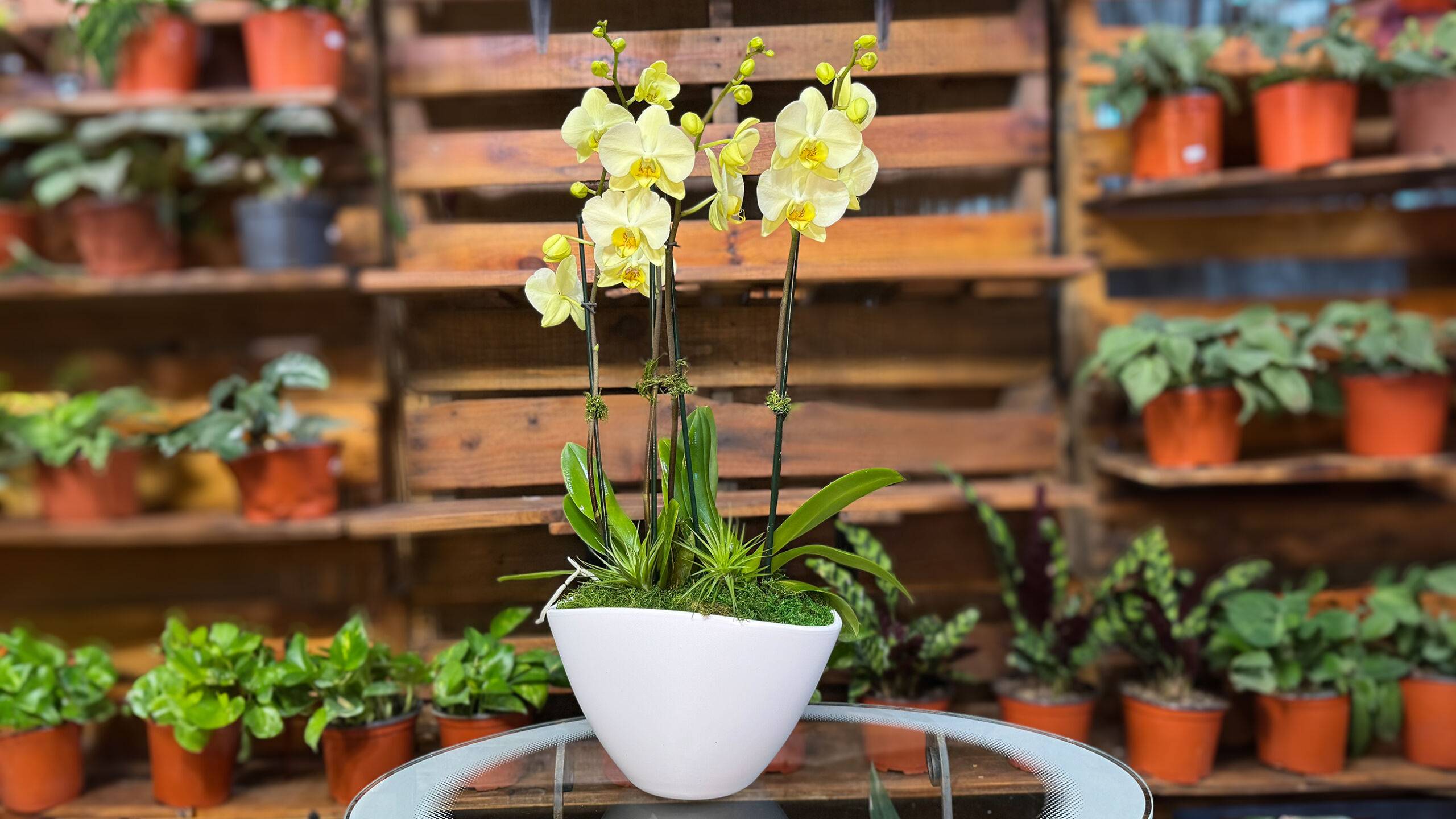 Order Yellow Phalaenopsis Fall orchids arrangements online: Phalaenopsis Fall Orchid Arrangement available at Forget Me Not Flower Markets, Bonita Springs. Send Orchids for valentine's day. Orchid plant delivery available via DoorDash Delivery or In-Store Pick Up.